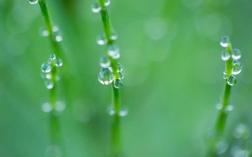 植物图片，绿色护眼植物露珠图片大全