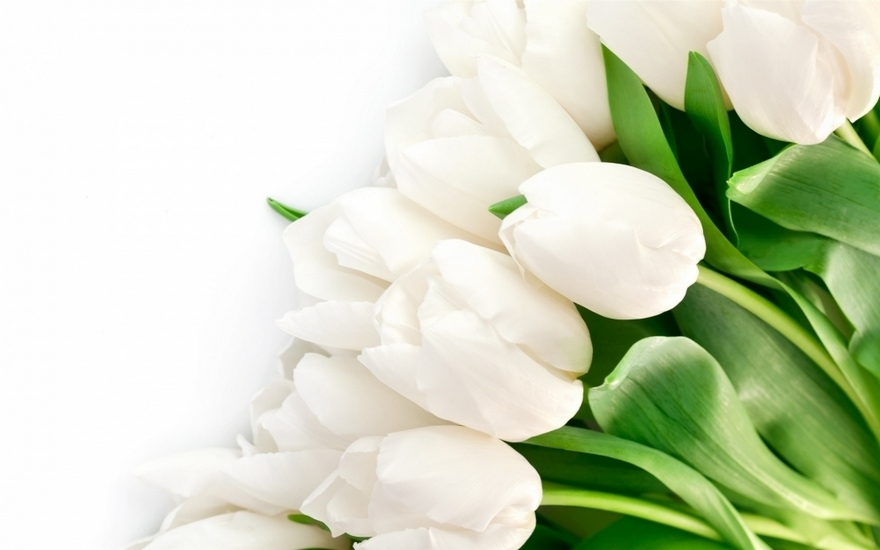 纯洁美丽的白色郁金香花卉壁纸大全