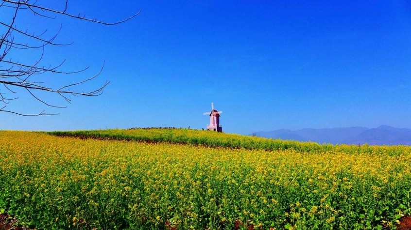 美丽壮观的油菜花花海风景图片