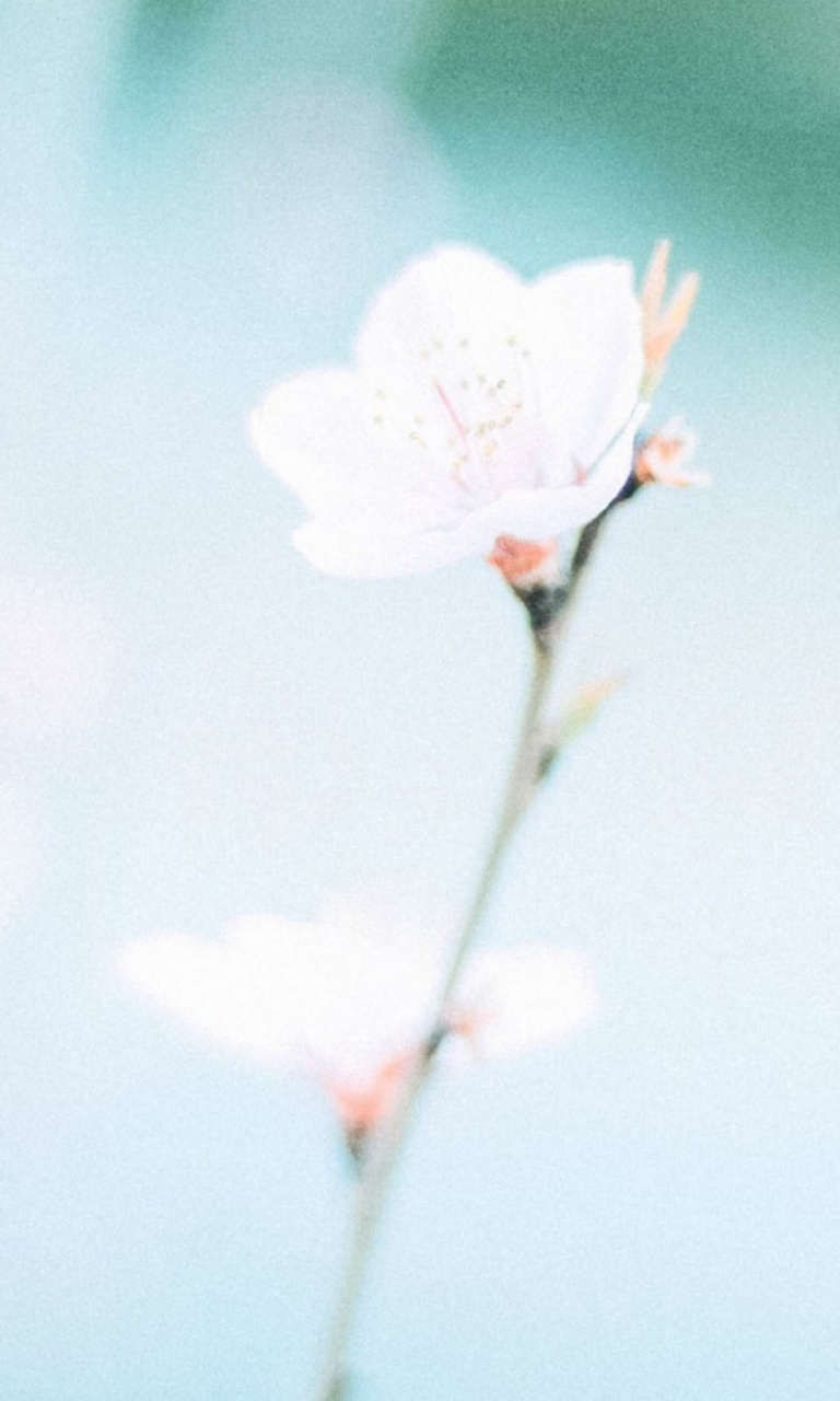 清新雅致花卉手机壁纸