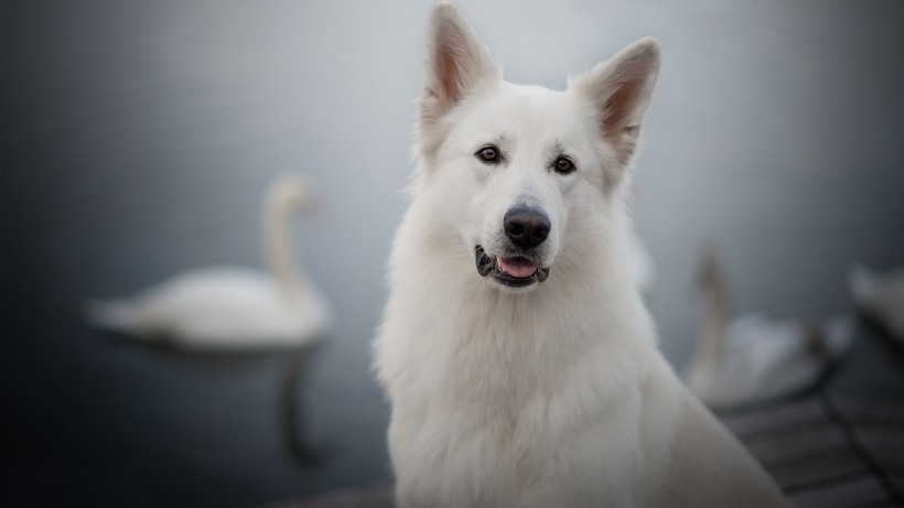 白色瑞士牧羊犬桌面壁纸
