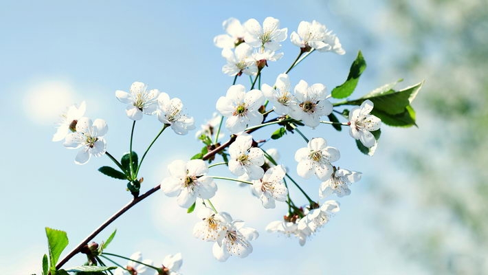 小清新唯美植物win7壁纸大全