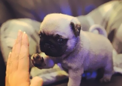 丑萌斗牛犬,爱你丑萌样儿