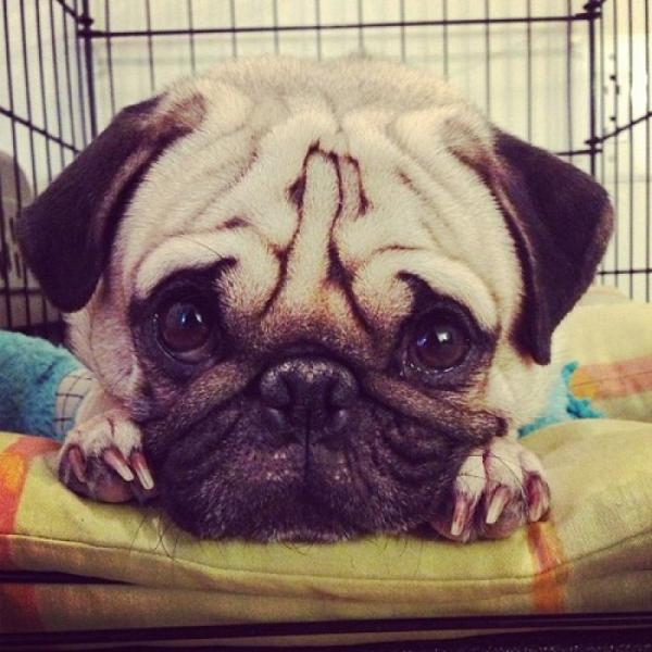 八哥犬卖萌图片   看那一脸邹