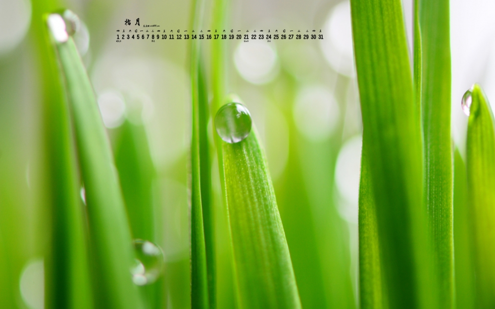 2015年10月日历绿色植物护眼桌面壁纸图片下载1