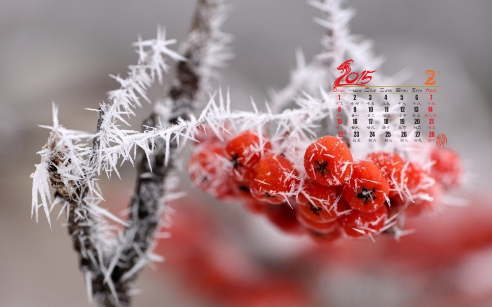 2015年2月日历冰霜覆盖的枝头上唯美绽放的红色花朵高清壁纸下载
