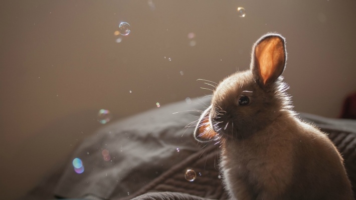 可爱温顺的兔子桌面壁纸