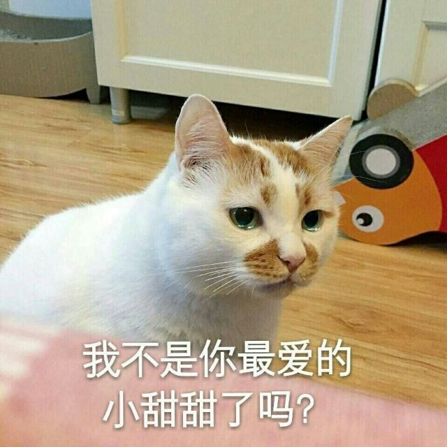 一条萌猫表情包合集