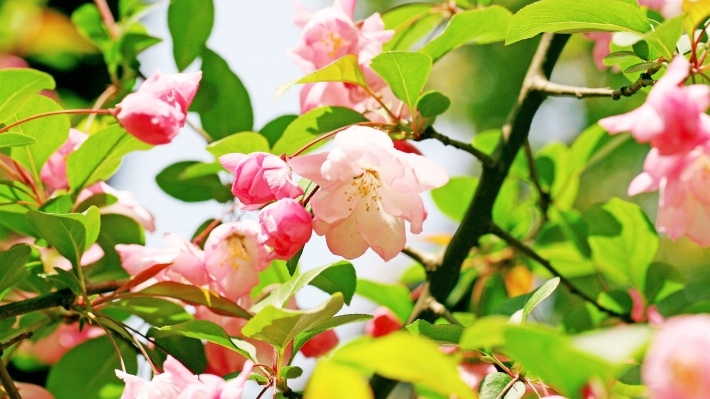 粉色海棠花图片壁纸下载