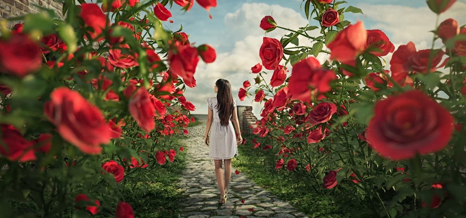 爱丽丝梦游玫瑰，女孩，玫瑰，步道，唯美壁纸