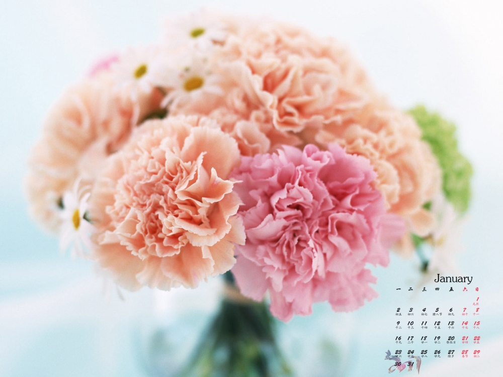 2017年1月唯美植物护眼日历壁纸