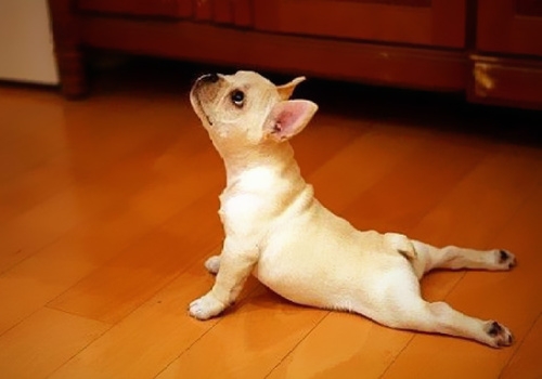 丑萌斗牛犬,爱你丑萌样儿