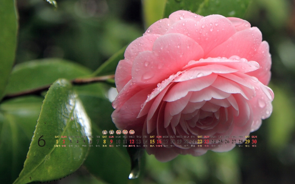 2013年6月份桌面日历之春季粉红的花朵