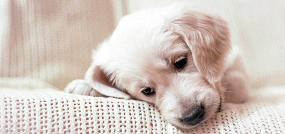 金毛小狗， 可爱小狗，孤单表情，金毛小狗壁纸