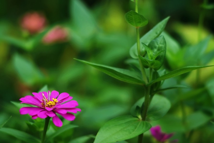 紫色波斯菊图片