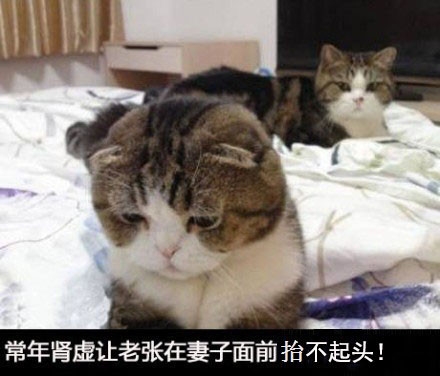 神一般的图片搞笑配文