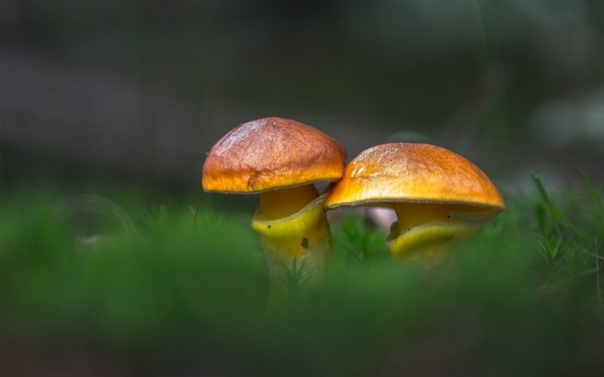 美丽娇艳的花卉植物桌面壁纸大全