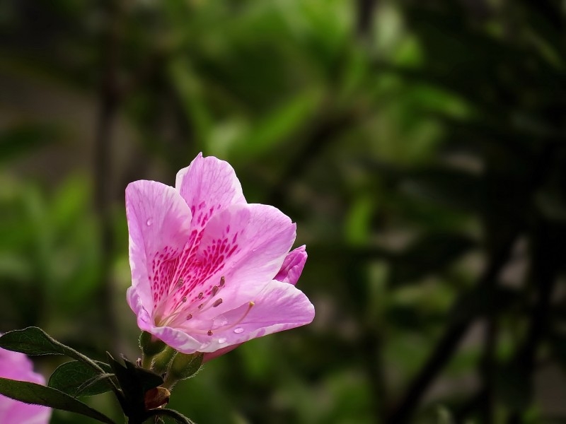 雨后的粉花杜鹃图片