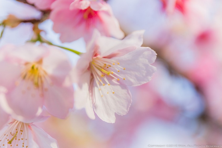 唯美浪漫粉色樱花花卉图片大全