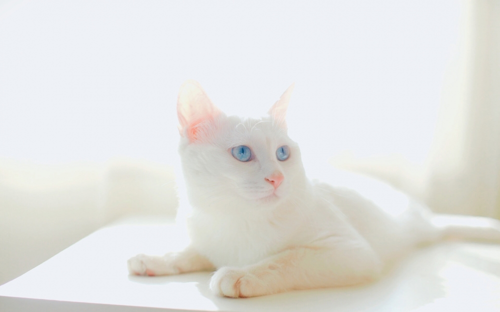 可爱白色网红猫咪
