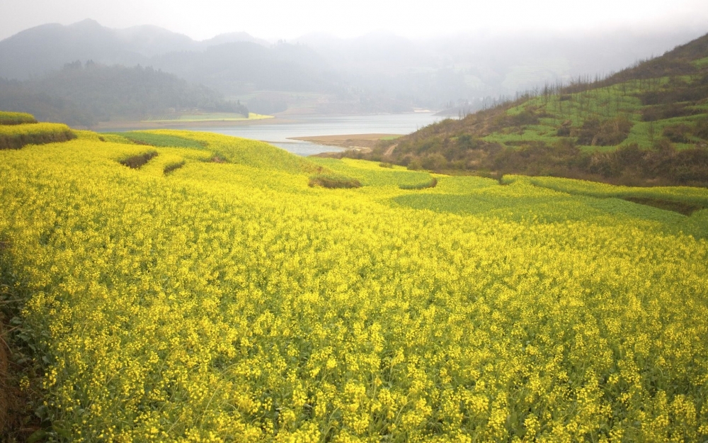 金灿灿的油菜花桌面壁纸