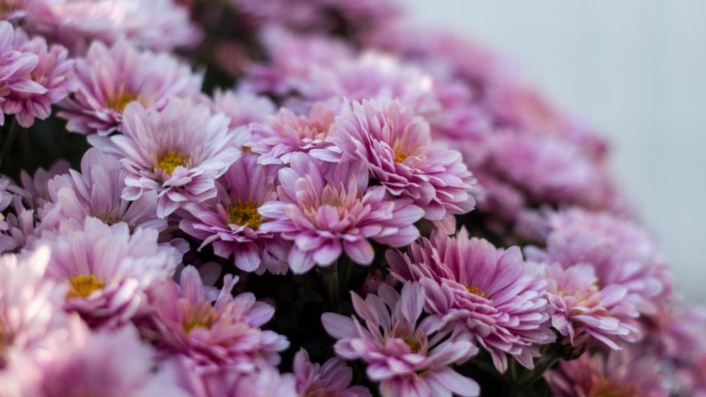 高清菊花图片大全