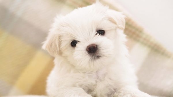 最萌小狗狗么么哒