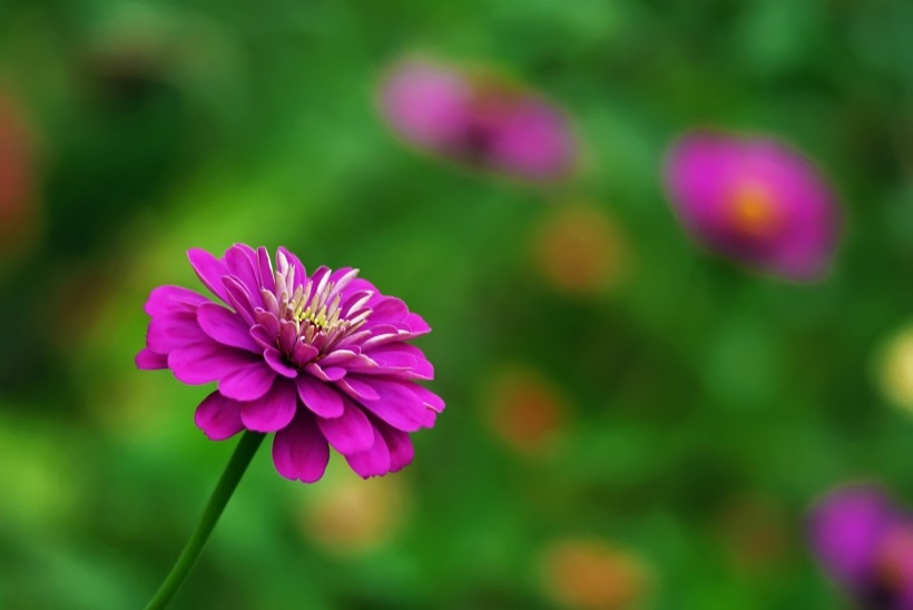 紫色波斯菊图片