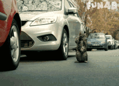搞笑小猫指挥倒车