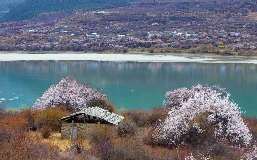 西藏林芝桃花风景高清电脑桌面壁纸