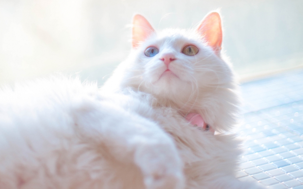 可爱白色网红猫咪