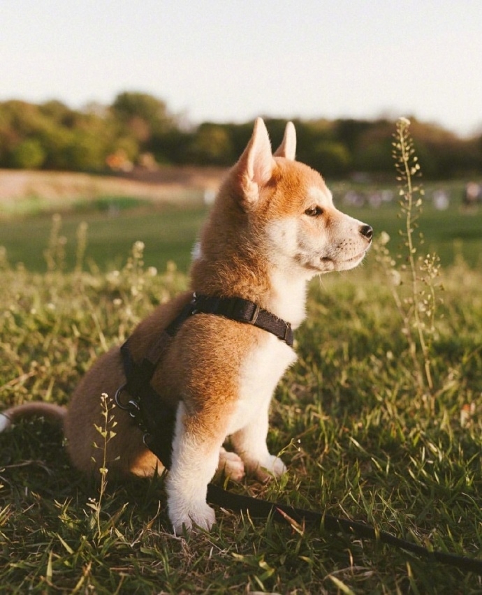 一只忧郁的小柴犬，可爱极了