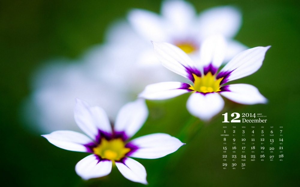 2014年12月日历护眼壁纸清新的绿色植物花朵图片