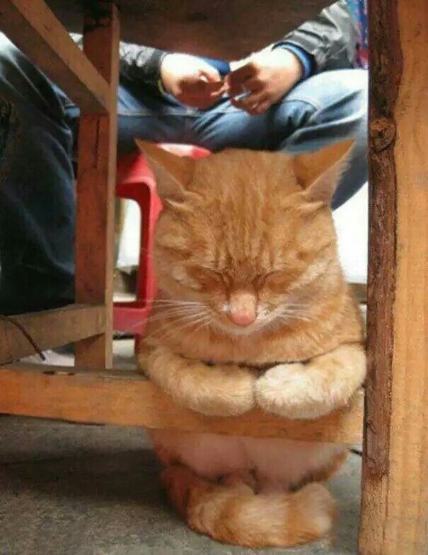 猫大爷：只要我想睡，哪里都是床