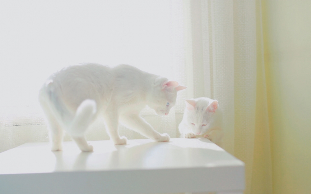 可爱白色网红猫咪