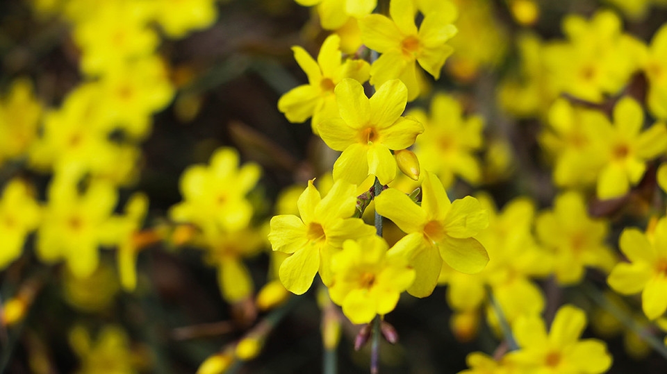北京玉渊潭公园百花齐绽花草图片