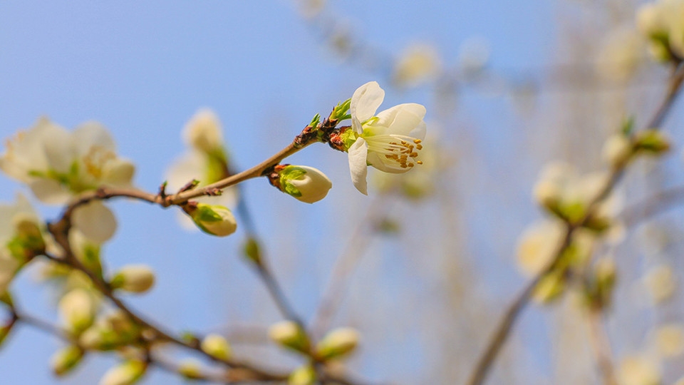 北京玉渊潭公园百花齐绽花草图片
