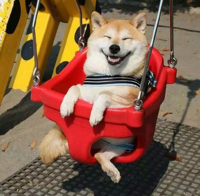 想养一只柴犬和二哈