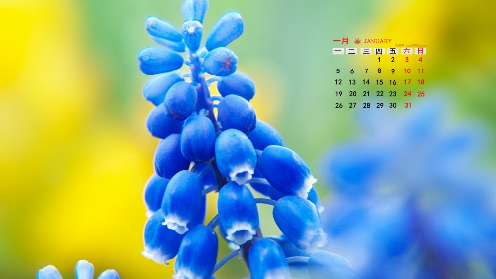 2015年1月日历壁纸精选大自然唯美花卉之蓝色风信子图片下载