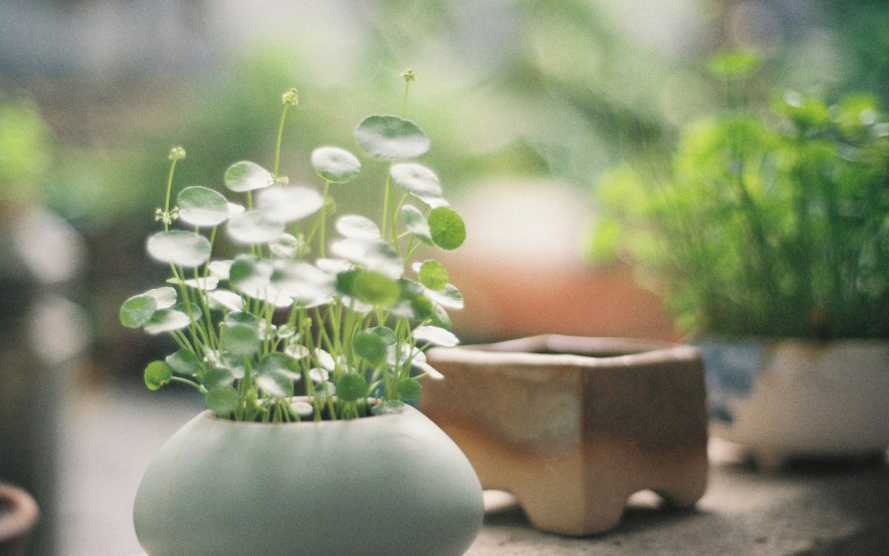 小清新植物绿色护眼高清壁纸