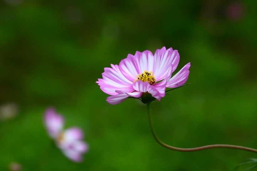 淡雅的格桑花图片