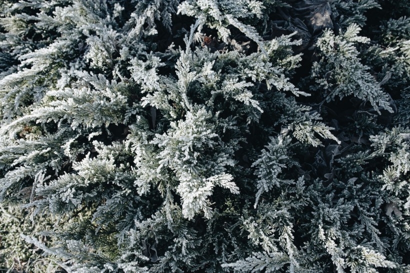 冰雪覆盖的植物图片