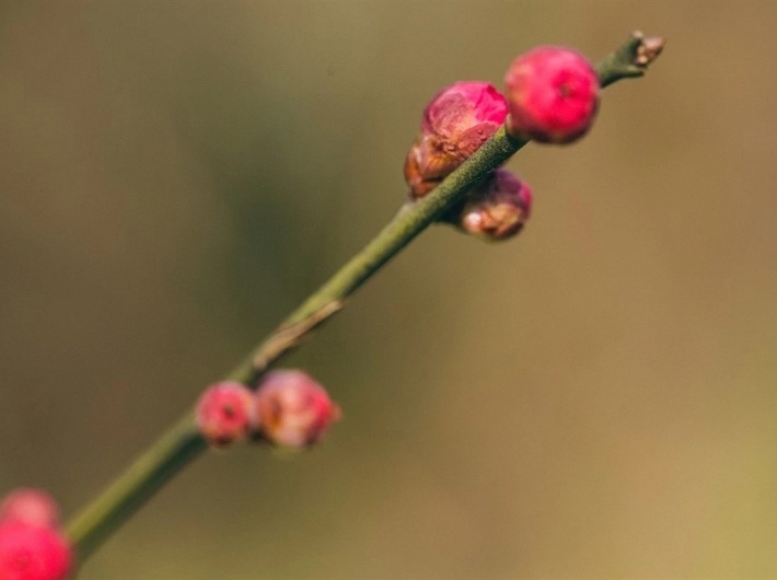 唯美红色鲜花桌面壁纸