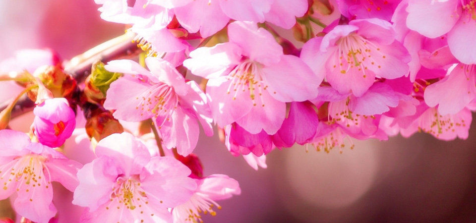 春天，桃花图片，粉色桃花高清桌面壁纸