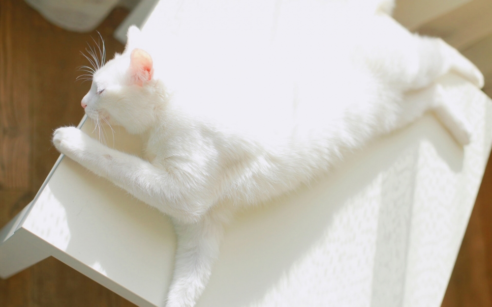 可爱白色网红猫咪