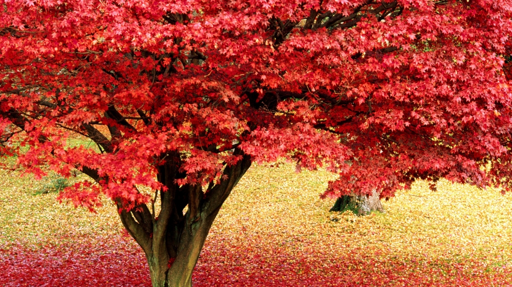 落叶图片桌面壁纸之红色枫叶