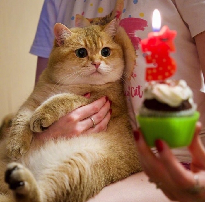 橘猫Hosico ​​​
