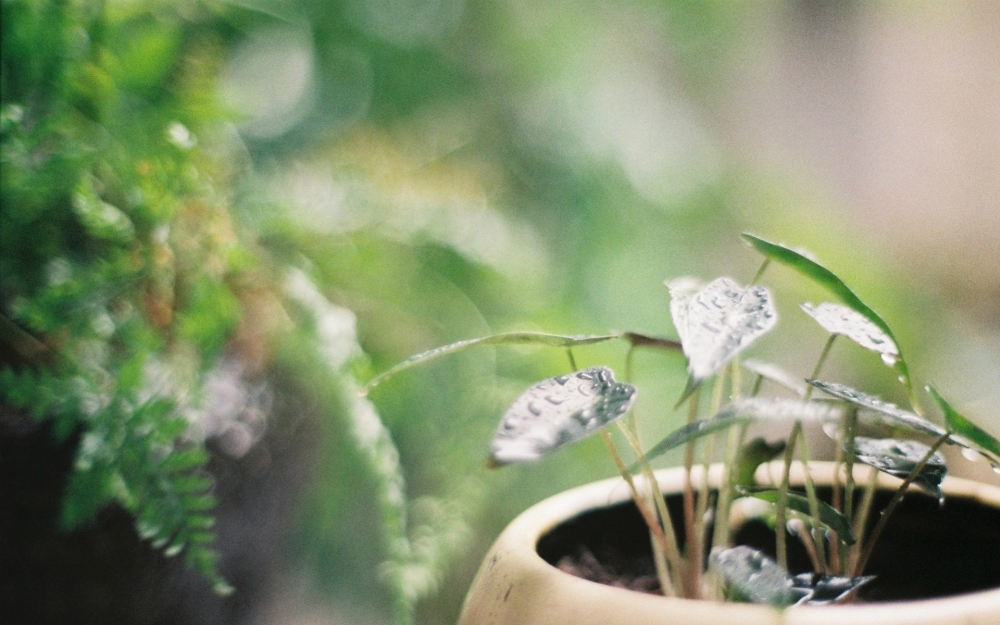 小清新植物绿色护眼高清壁纸