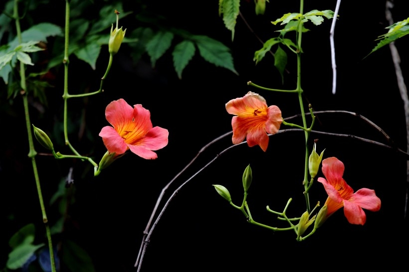 橙色凌霄花图片
