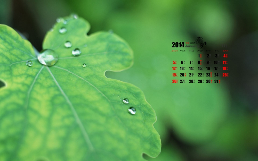 2014年1月日历养眼绿色植物桌面壁纸